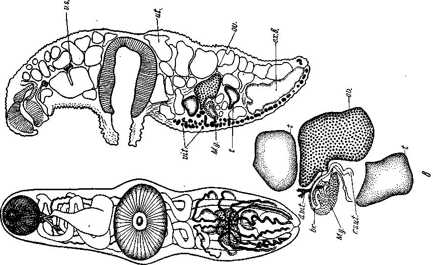 Представитель Семейства Bathycotylidae